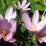 1009F 059 Goeppingen-PB